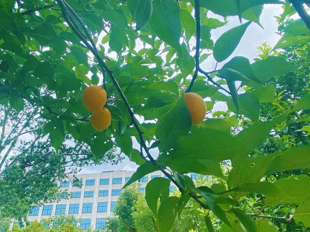 風(fēng)景這邊獨好!東大環(huán)境美景一覽,請查收