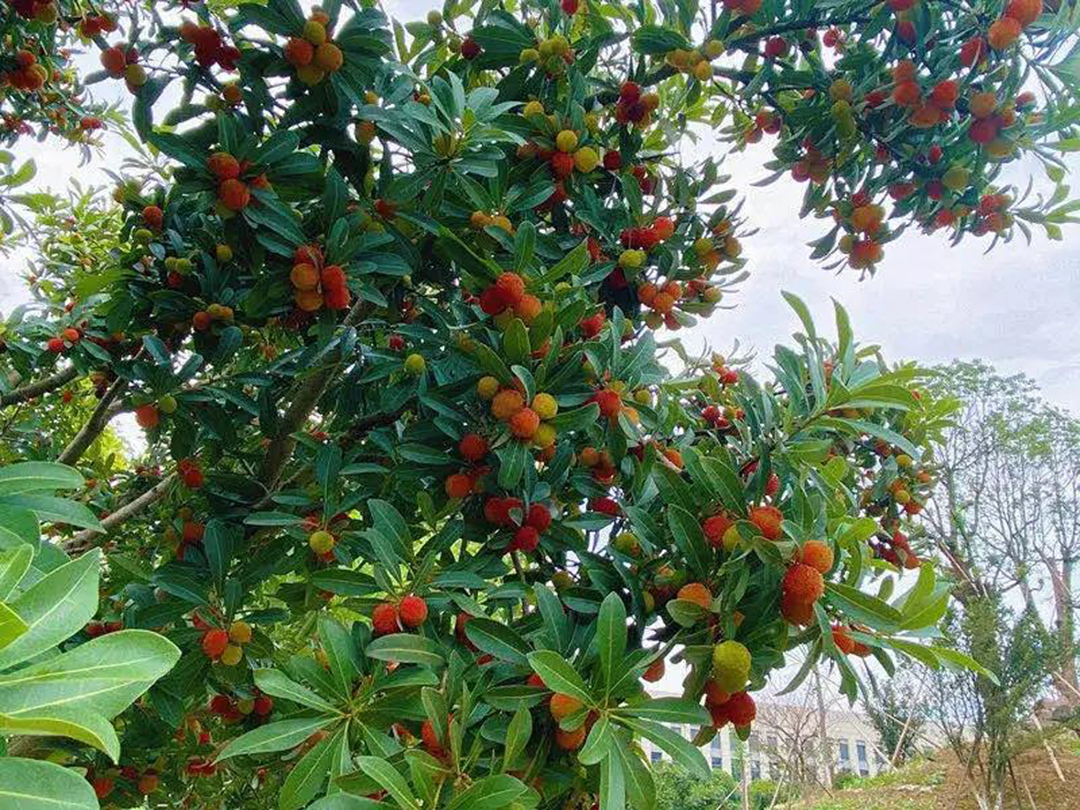 風(fēng)景這邊獨好!東大環(huán)境美景一覽,請查收