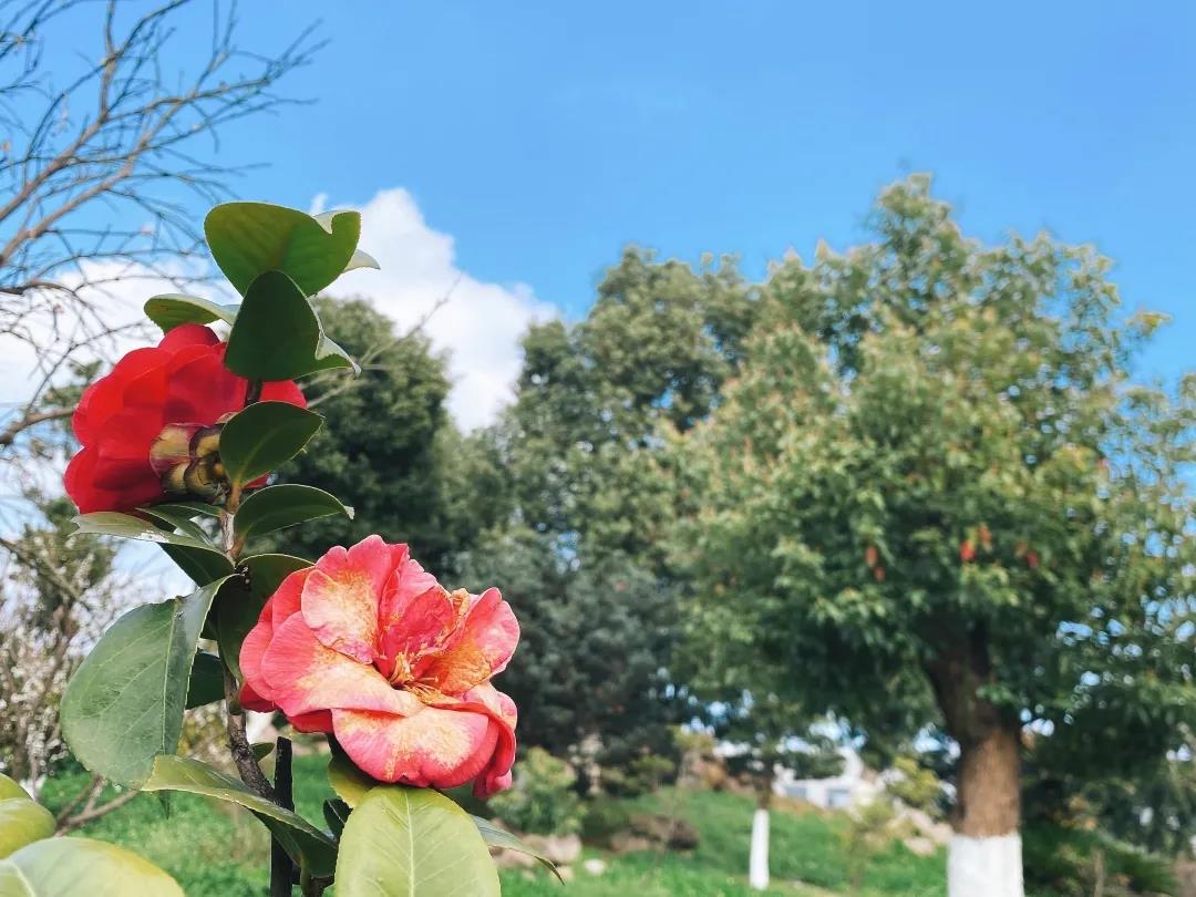 風(fēng)景這邊獨好!東大環(huán)境美景一覽,請查收